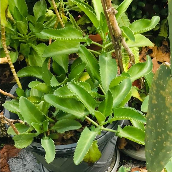 🌱3 LG Kalanchoe Mother of Thousands live Plants - Picture 12 of 16